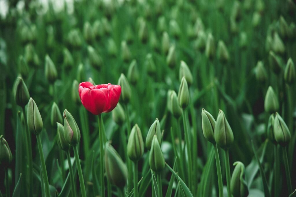 A single vibrant red tulip stands out in a field of green buds, showcasing beauty in nature.